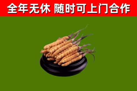 彰化县回收散虫草