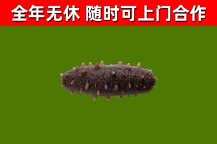 彰化县回收海参干